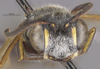 Media type: image;   Entomology 27620 Aspect: head frontal view